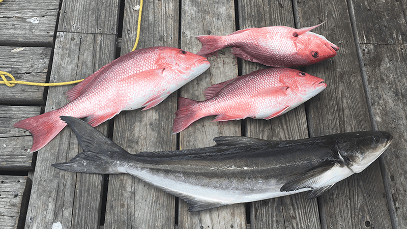 A picture of Mississippi Gulf Coast Fish Species with Legends of the Lower Marsh