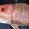 A picture of Summer Red Snapper Fishing off the Coast of Louisiana with Legends of the Lower Marsh