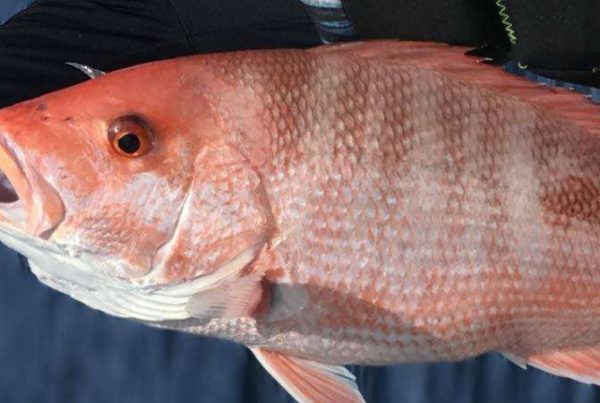 Summer Red Snapper Fishing off the Coast of Louisiana on June 26, 2025 A picture of Summer Red Snapper Fishing off the Coast of Louisiana with Legends of the Lower Marsh