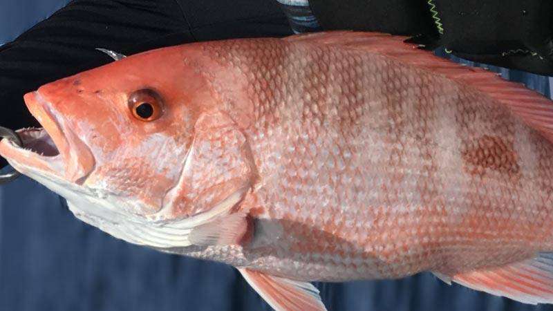 A picture of Your Guide To Fishing Gulfport, Mississippi with Legends of the Lower Marsh