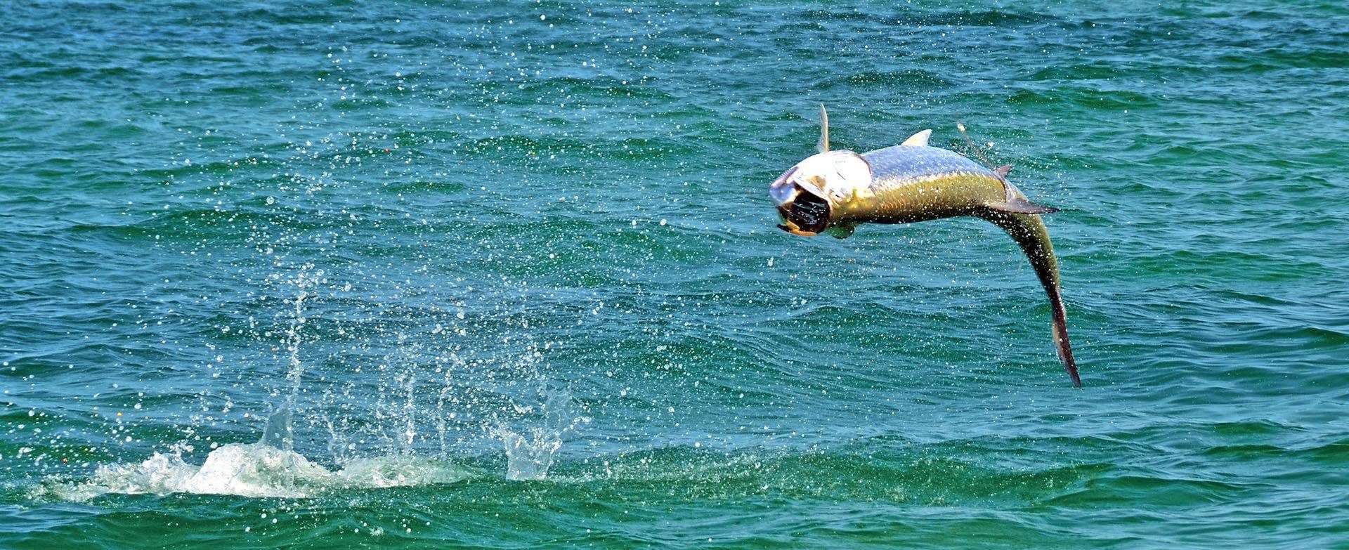 A picture of The Silver King Approaches: Tarpon Charter Fishing in MS & LA with Legends of the Lower Marsh