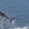 A picture of Complete Guide: Gulfport MS Charter Fishing with Legends of the Lower Marsh