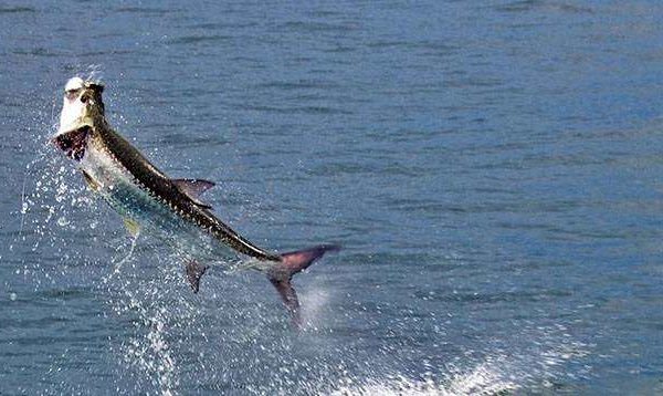 A picture of Tarpon Fishing Gulfport, MS with Legends of the Lower Marsh