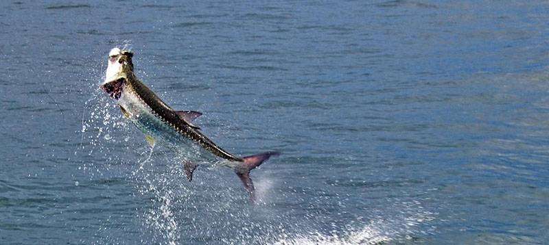 A picture of Louisiana Tarpon Fishing Info with Legends of the Lower Marsh