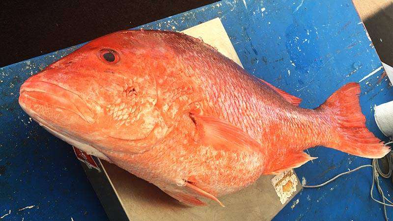 A picture of Summer Red Snapper Fishing off the Coast of Louisiana with Legends of the Lower Marsh